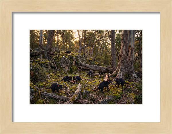 Tasmanian Devils In Their Habitat