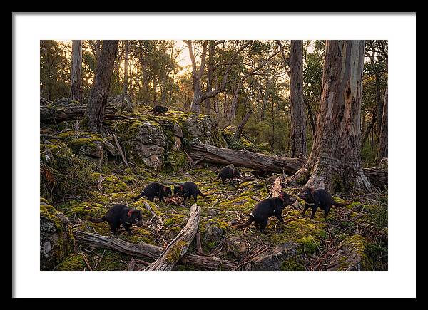 Tasmanian Devils In Their Habitat