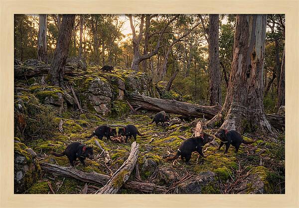Tasmanian Devils In Their Habitat