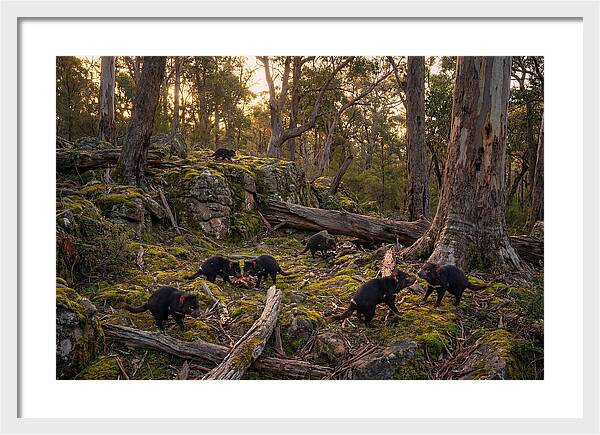 Tasmanian Devils In Their Habitat