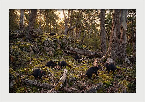 Tasmanian Devils In Their Habitat