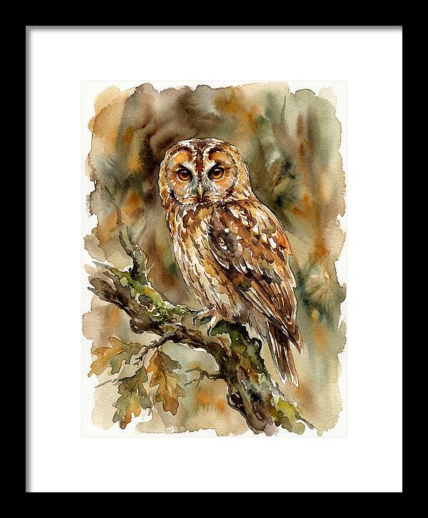 Tawny Owl Perched Gracefully