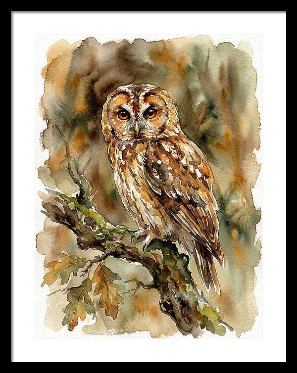 Tawny Owl Perched Gracefully