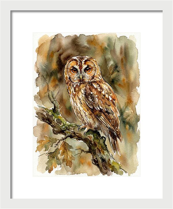 Tawny Owl Perched Gracefully