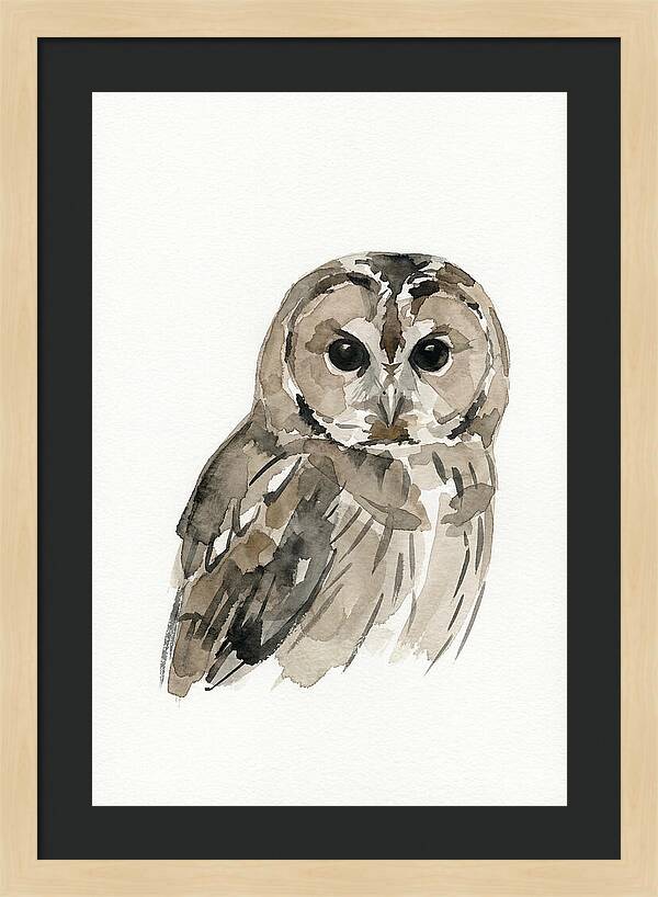 Tawny Owl Portrait