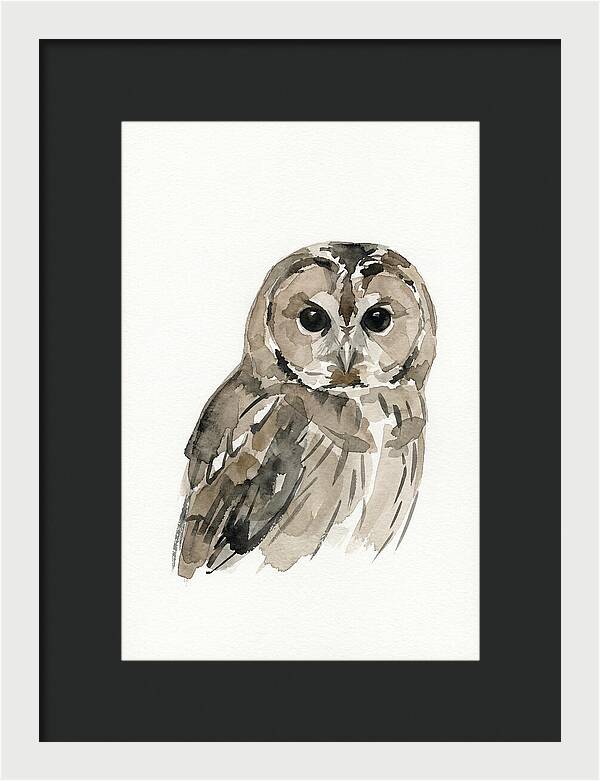 Tawny Owl Portrait