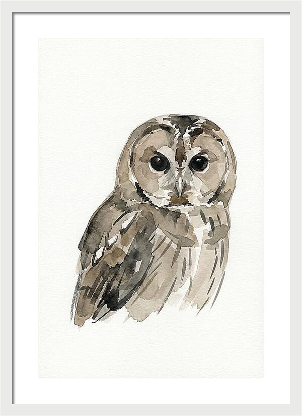 Tawny Owl Portrait