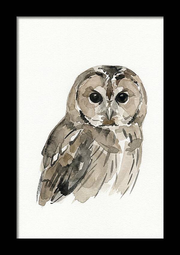 Tawny Owl Portrait