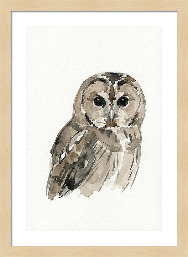Tawny Owl Portrait