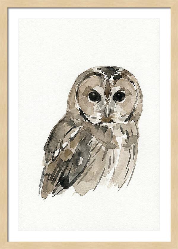 Tawny Owl Portrait