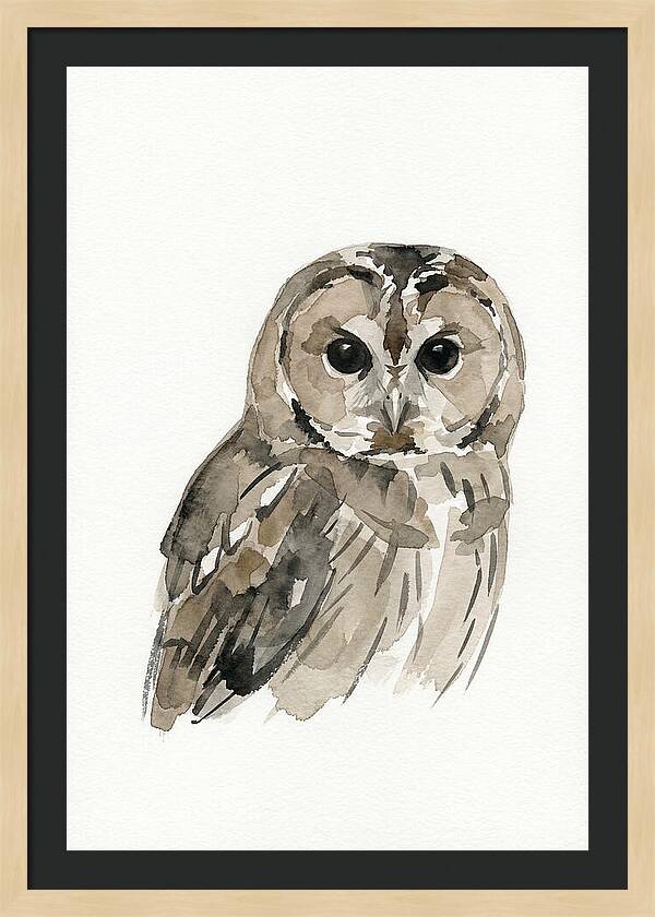 Tawny Owl Portrait