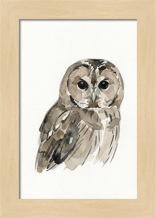 Tawny Owl Portrait