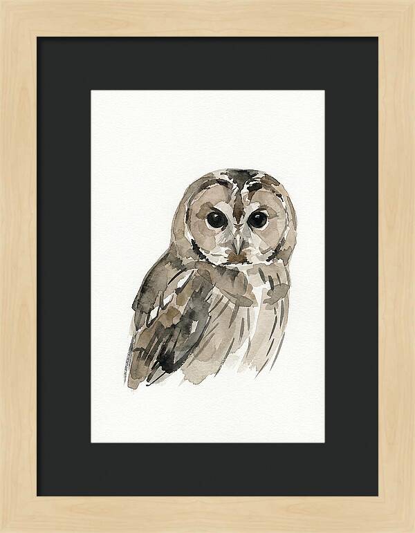 Tawny Owl Portrait