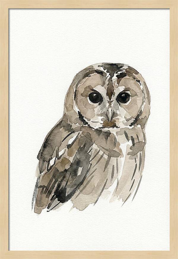 Tawny Owl Portrait