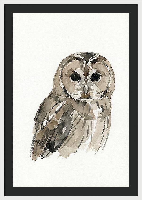 Tawny Owl Portrait