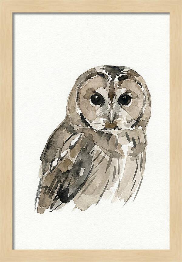 Tawny Owl Portrait