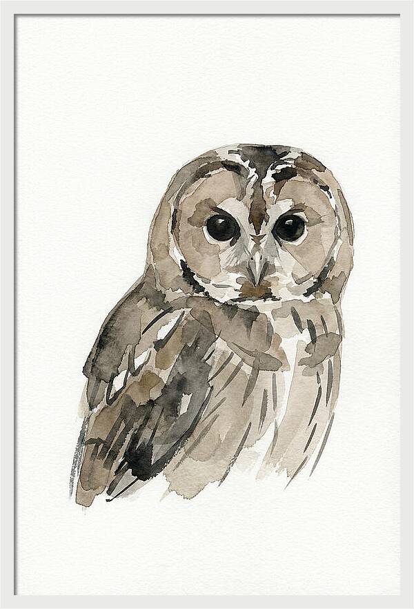 Tawny Owl Portrait