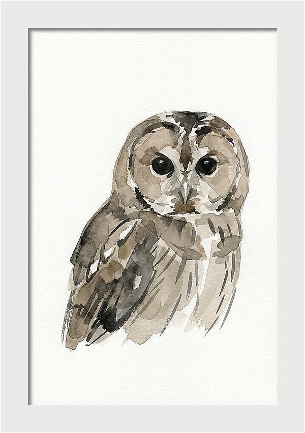 Tawny Owl Portrait