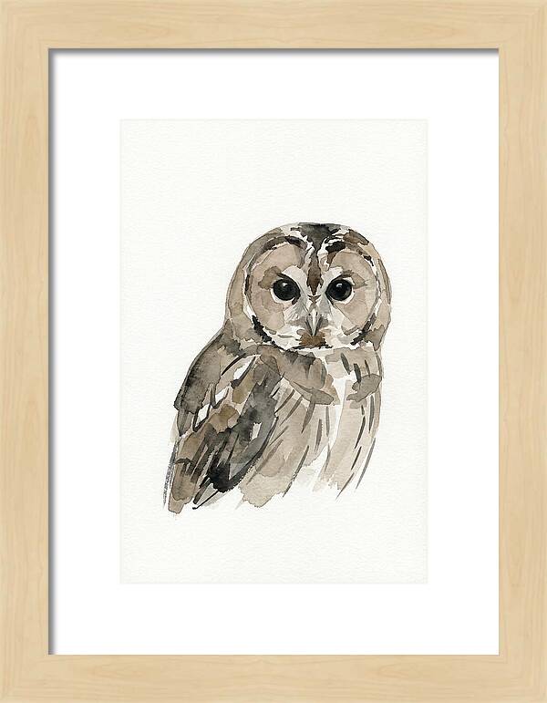 Tawny Owl Portrait