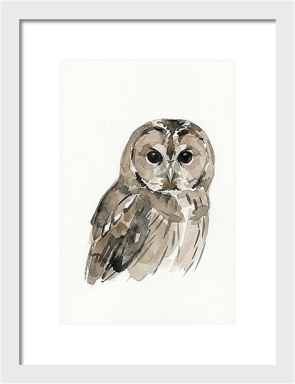 Tawny Owl Portrait
