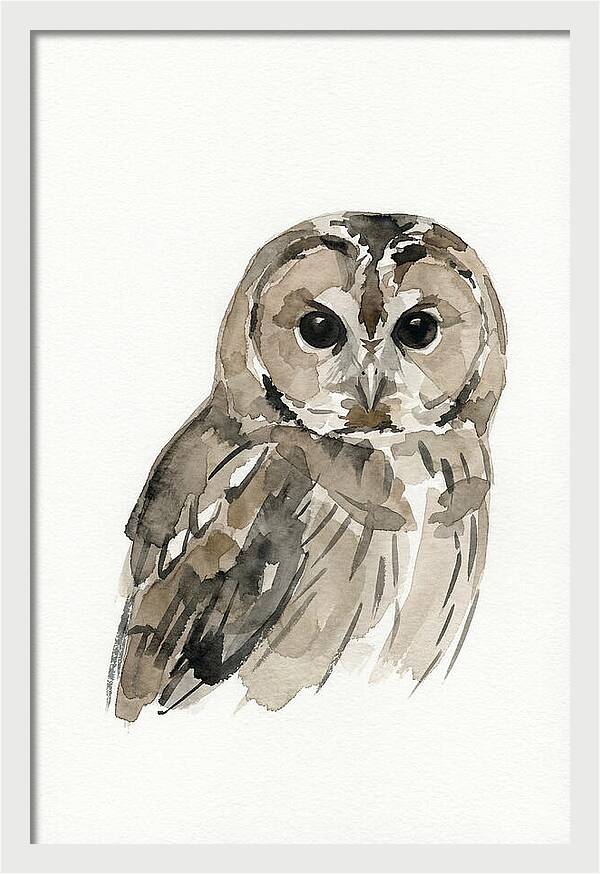 Tawny Owl Portrait