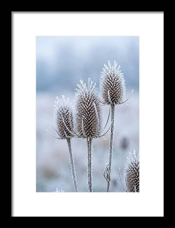 Teasel Heads Frosted With Ice Crystals