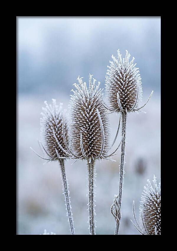 Teasel Heads Frosted With Ice Crystals