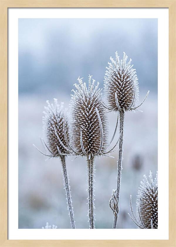 Teasel Heads Frosted With Ice Crystals