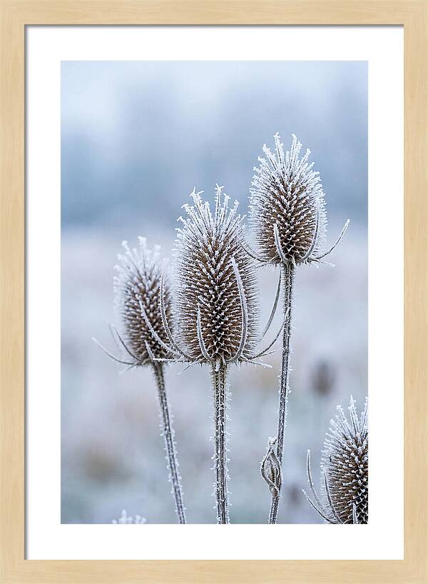 Teasel Heads Frosted With Ice Crystals