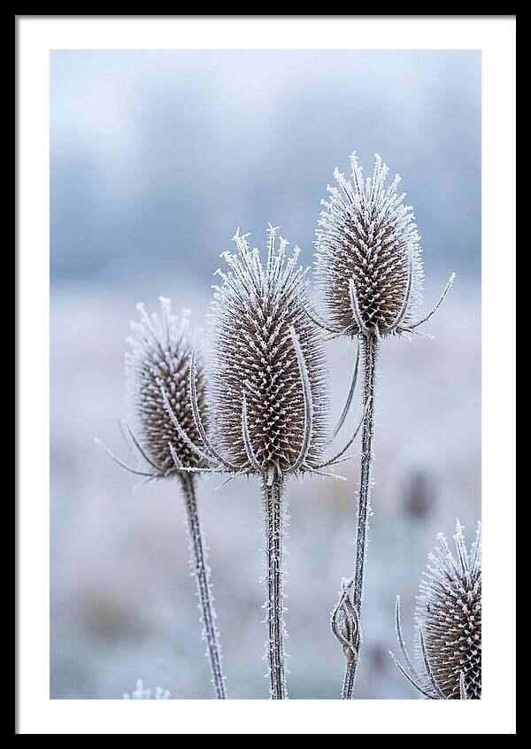 Teasel Heads Frosted With Ice Crystals