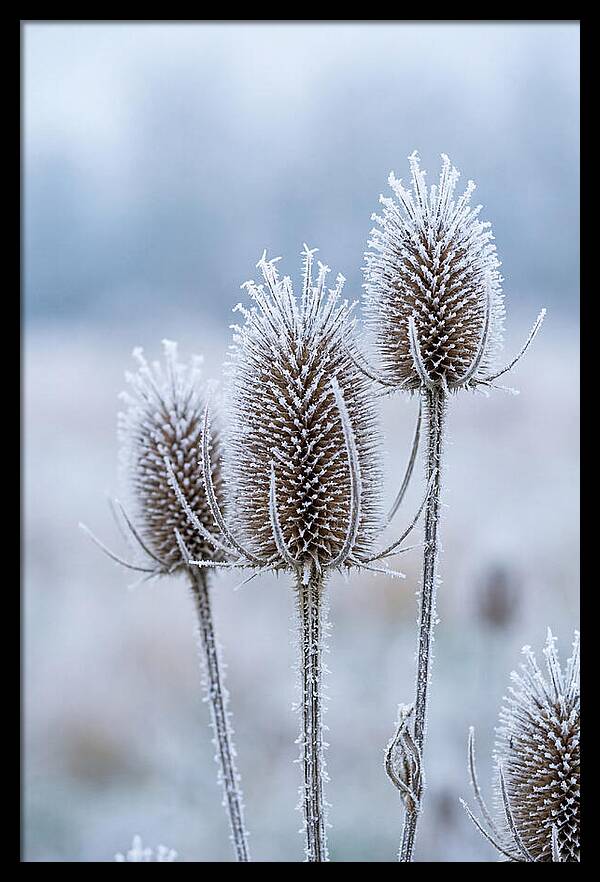 Teasel Heads Frosted With Ice Crystals