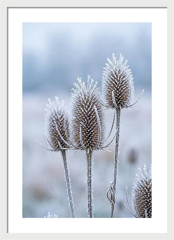 Teasel Heads Frosted With Ice Crystals