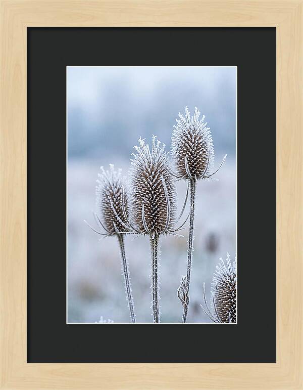 Teasel Heads Frosted With Ice Crystals