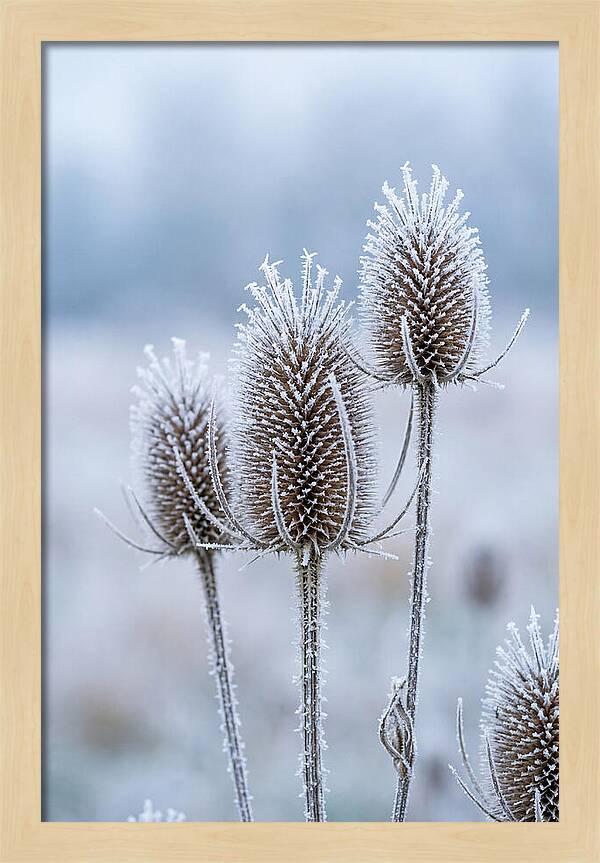 Teasel Heads Frosted With Ice Crystals