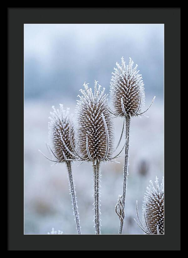 Teasel Heads Frosted With Ice Crystals