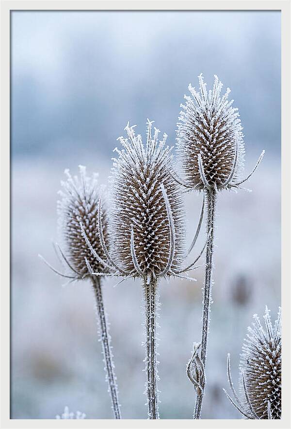 Teasel Heads Frosted With Ice Crystals