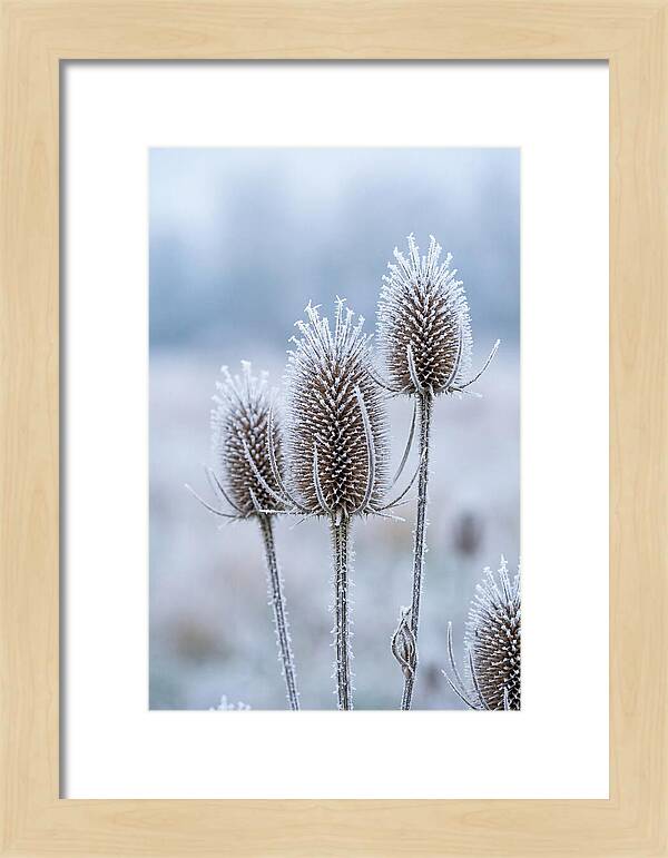 Teasel Heads Frosted With Ice Crystals