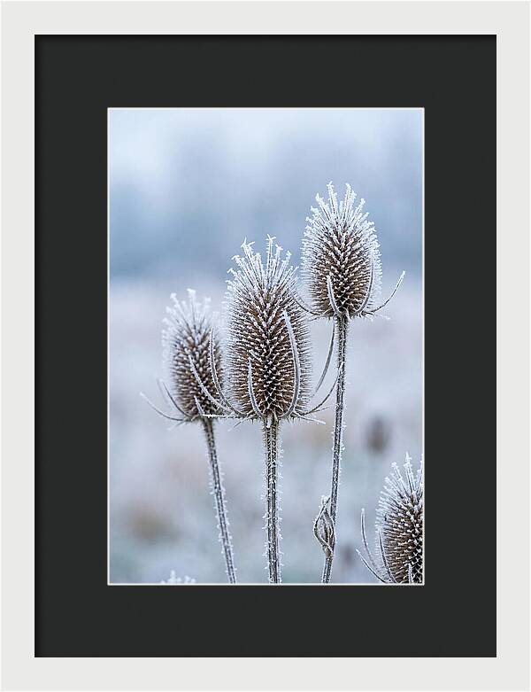 Teasel Heads Frosted With Ice Crystals