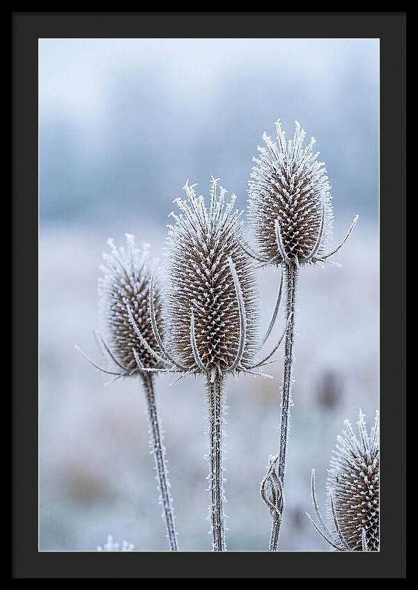 Teasel Heads Frosted With Ice Crystals