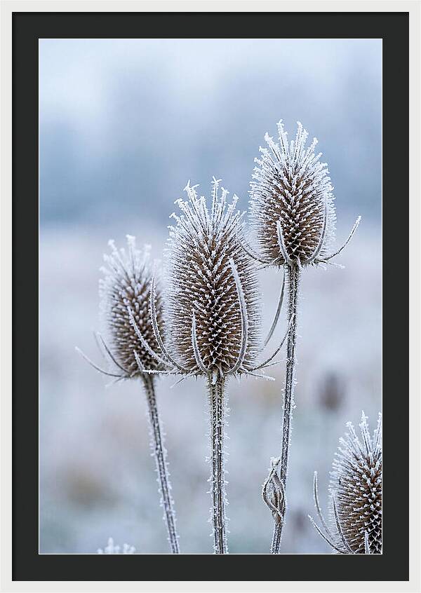 Teasel Heads Frosted With Ice Crystals