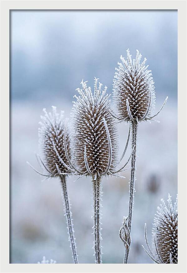 Teasel Heads Frosted With Ice Crystals