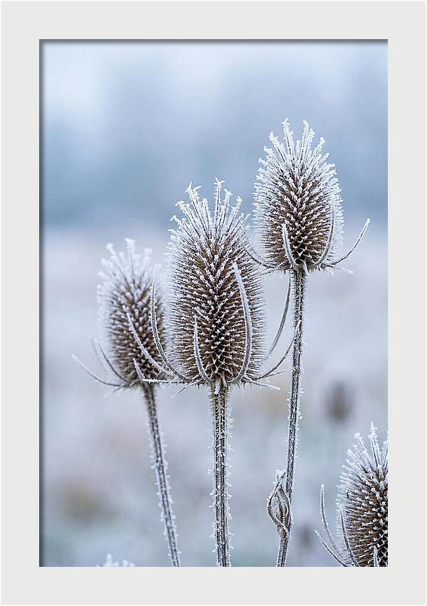 Teasel Heads Frosted With Ice Crystals