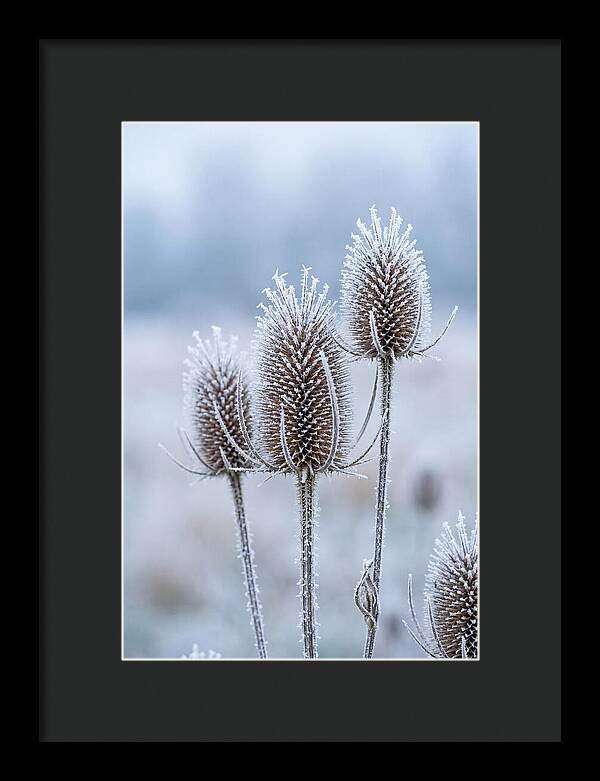 Teasel Heads Frosted With Ice Crystals
