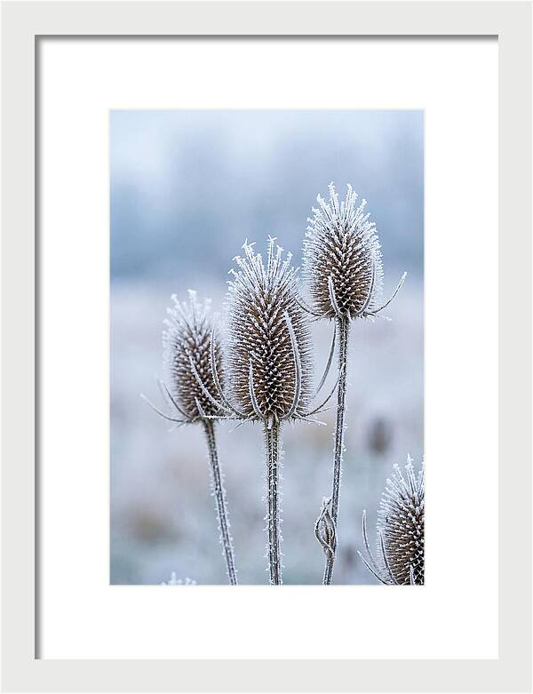 Teasel Heads Frosted With Ice Crystals