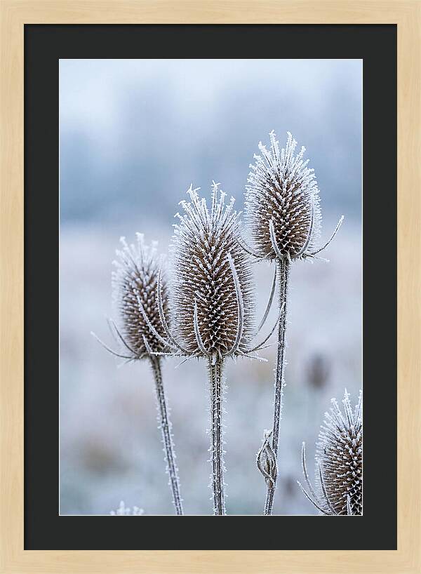 Teasel Heads Frosted With Ice Crystals