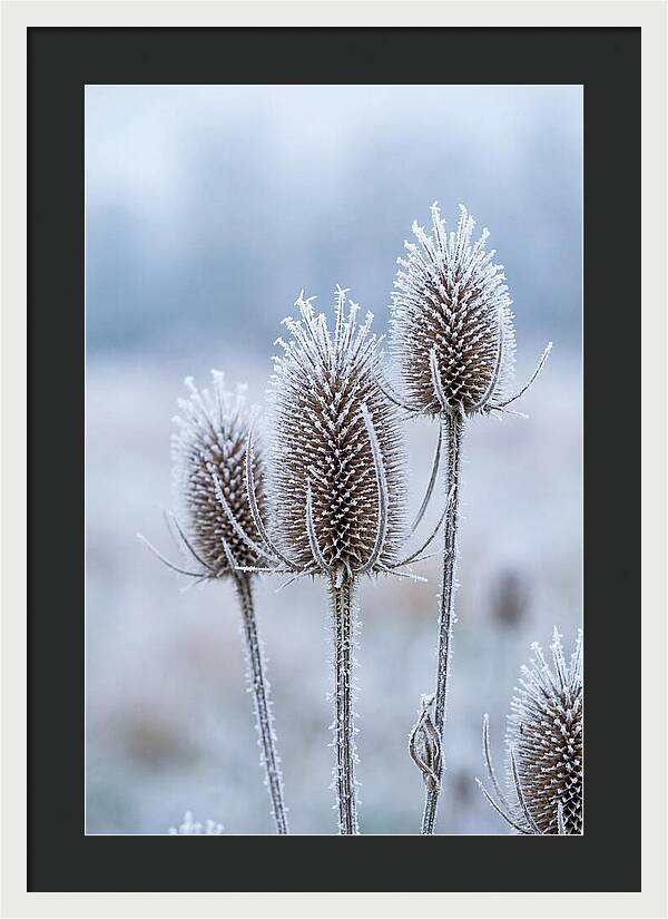 Teasel Heads Frosted With Ice Crystals