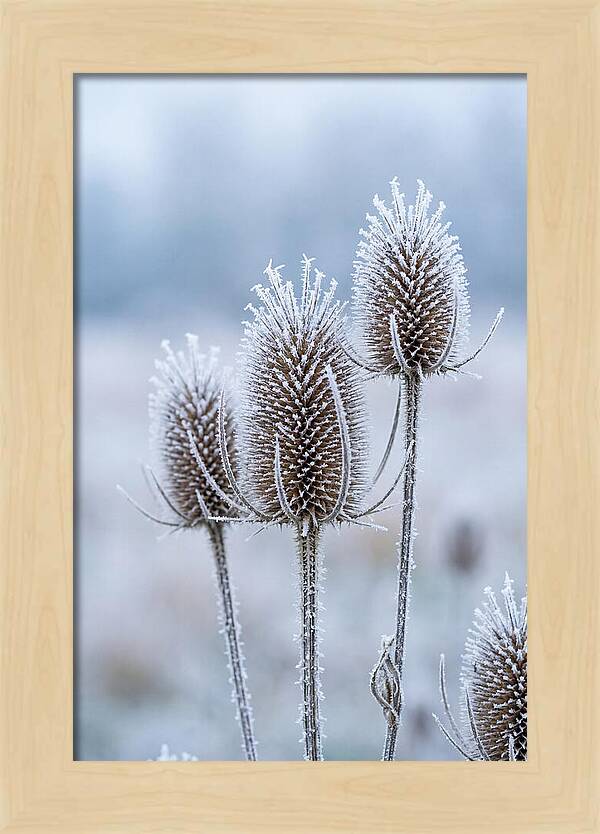 Teasel Heads Frosted With Ice Crystals