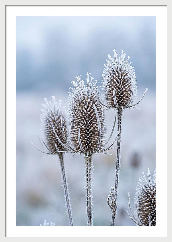 Teasel Heads Frosted With Ice Crystals