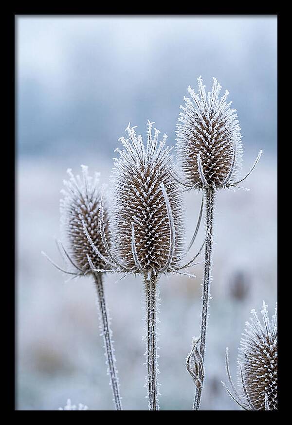 Teasel Heads Frosted With Ice Crystals