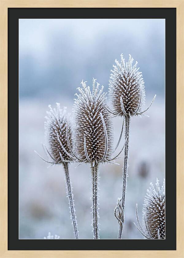 Teasel Heads Frosted With Ice Crystals